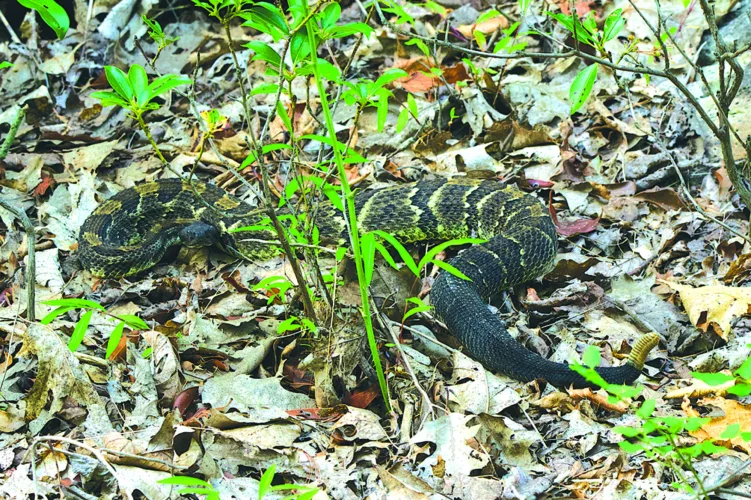 Rattlesnake Mating Season